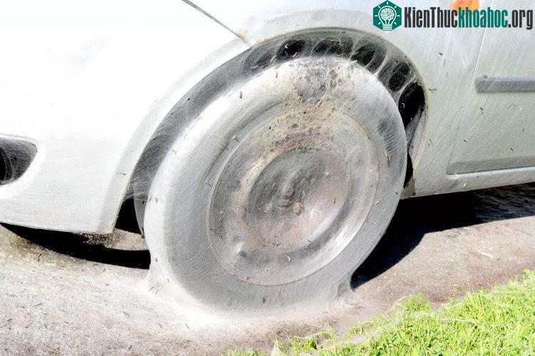Sâu bướm bọc kín bánh xe