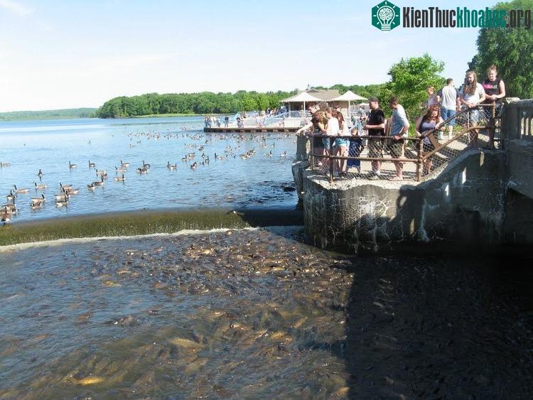 Ngày nay, đập tràn Linesville trên hồ Pymatuning đã trở thành địa điểm du lịch hấp dẫn.