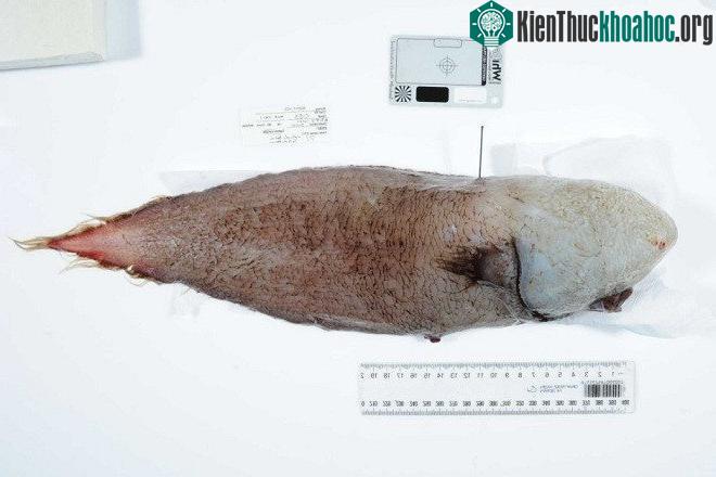 Con cá "không mặt" nhưng có mũi và miệng.
