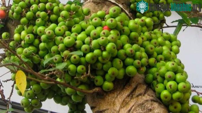 Chất xơ trong sung hỗ trợ hoạt động của ruột và hệ tiêu hóa.