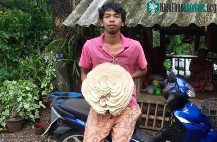 Đây là loại nấm độc, không thể nấu ăn.