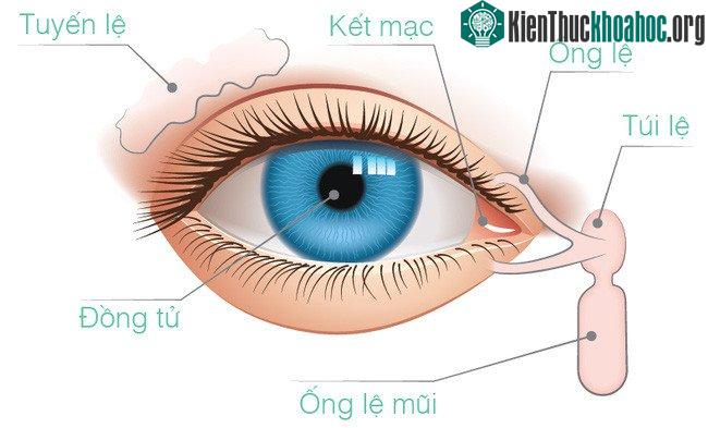 Những tia sáng mạnh có thể đi sâu vào mắt, gây tổn thương cho võng mạc.