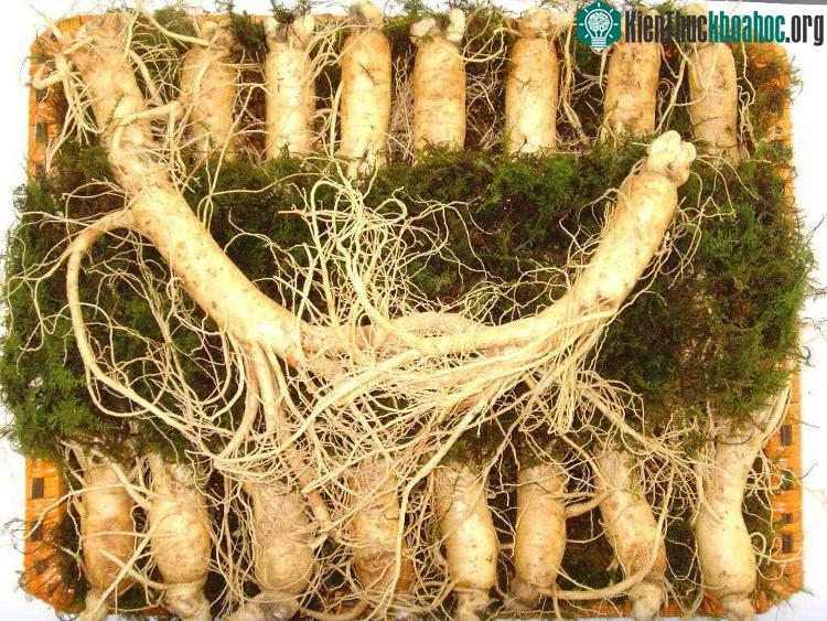 Nhân sâm rừng thường đắt và tốt hơn nhân sâm trồng.