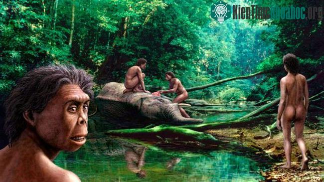 Các nhà khoa học người Úc mới đây cho rằng người Hobbit có liên quan đến chủng người Homo habilis