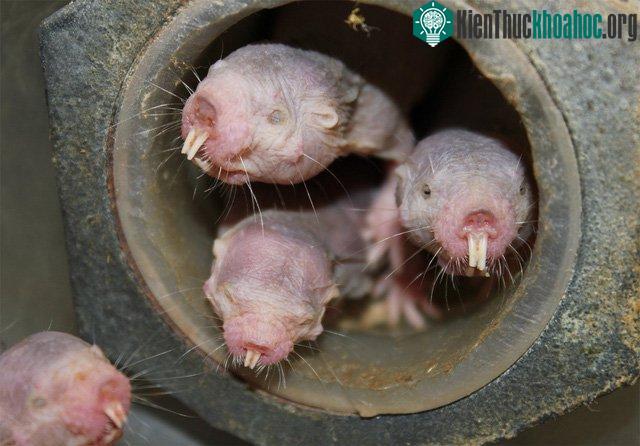 Chuột chũi Đông Phi có thể sống sót trong 20 phút mà không cần oxy