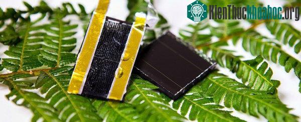 Những điện cực ra đời dựa trên cấu trúc lá dương xỉ