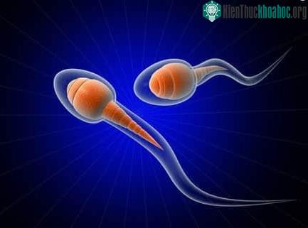 Hai người đàn ông cũng có thể sinh con từ DNA của chính họ