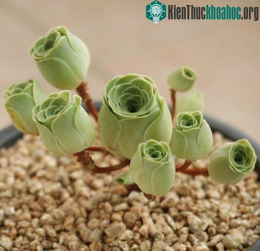 Sở dĩ có cái tên là hoa hồng mọng nước bởi lá của chúng xếp thành từng lớp chồng lên nhau, giống hệt như những cánh hoa của một bông hoa hồng. (Nguồn Bored Panda)