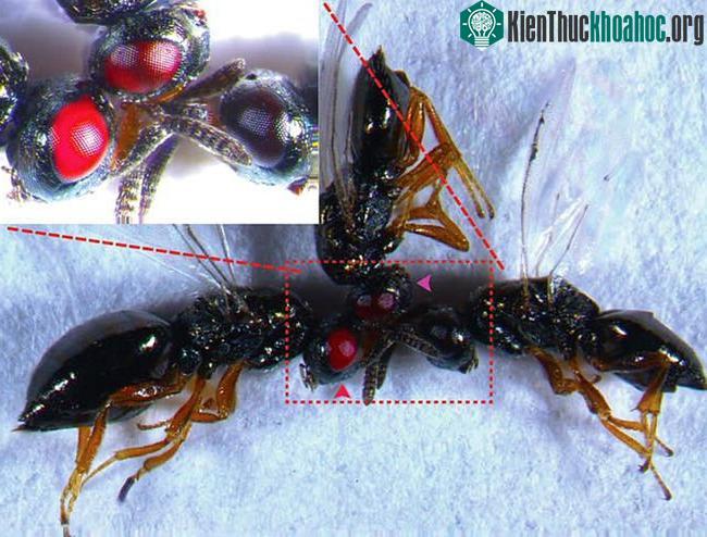 Những con ong mắt đỏ này có thể coi là đối tượng thử nghiệm chỉnh sửa gene bằng CRISPR