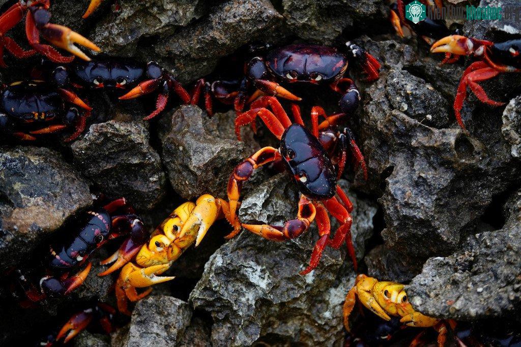 "Đoàn quân" xâm chiếm vịnh Con Lợn là những con cua đất ba màu đen, vàng, đỏ.