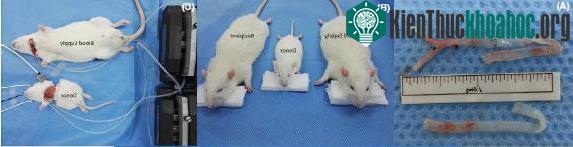 Mục tiêu của thử nghiệm ghép đầu lần này là để nghiên cứu việc tránh việc mất máu của chiếc đầu được ghép.