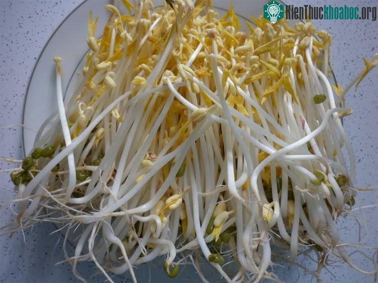 Bạn nên chọn loại giá đỗ có rễ. (Ảnh: N.P).