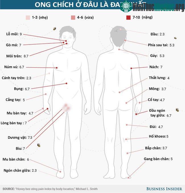 Ong chích ở đâu là đau nhất