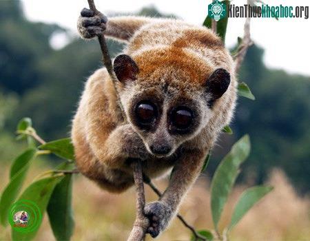 Cu li nhỏ Nycticebus pygmaeus.