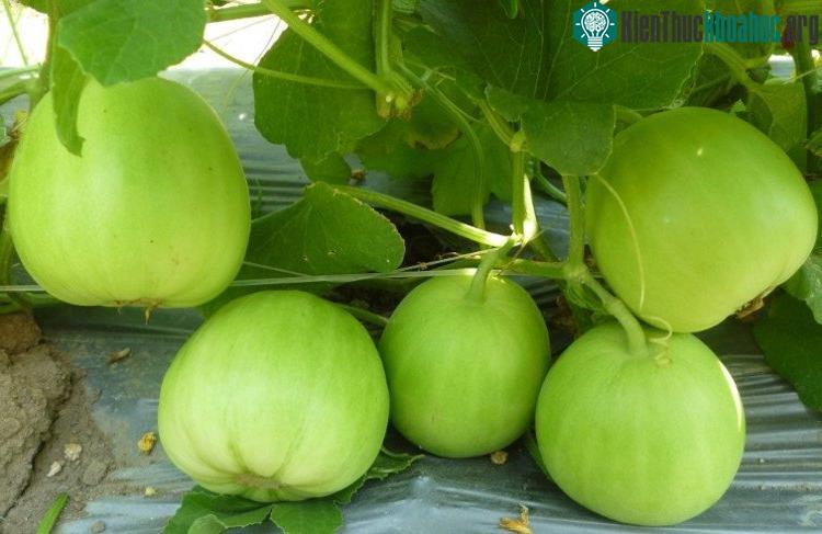  Dưa lê có hàm lượng chất xơ khá cao. 