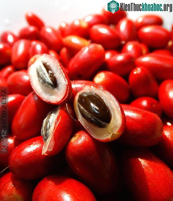 Quả cây có màu đỏ tươi khi chín, to bằng ngón tay út.