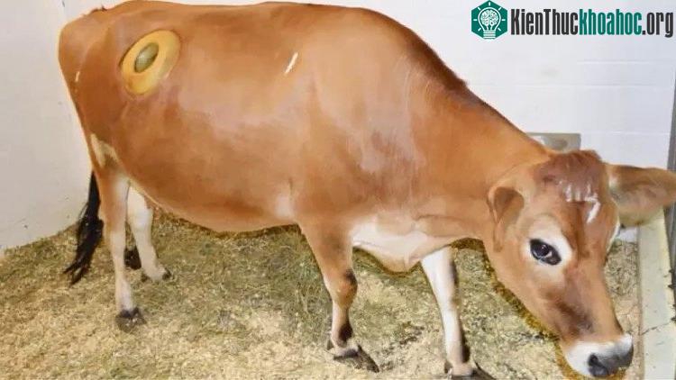 Người ta tạo một khoang lớn trên bụng từng con bò, sau đó lắp một chiếc ống.