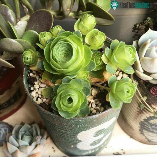 Xem thêm một số hình ảnh tuyệt đẹp khác về loài thực vật độc đáo giống hệt hoa hồng đang rất được yêu thích này. (Nguồn Bored Panda)