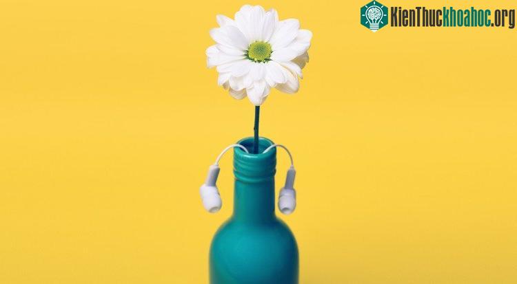 Sự xuất hiện của các âm thanh đặc biệt đã khiến rễ của thực vật bị kích thích và phản ứng theo.