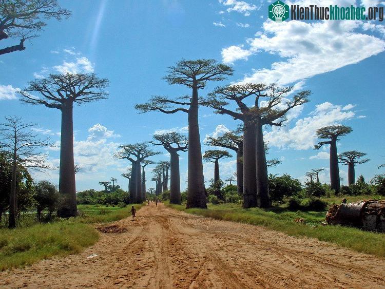 Hoạt động đốt rừng làm đất nông nghiệp, khai thác gỗ sẽ làm rừng Madagascar sớm biến mất.