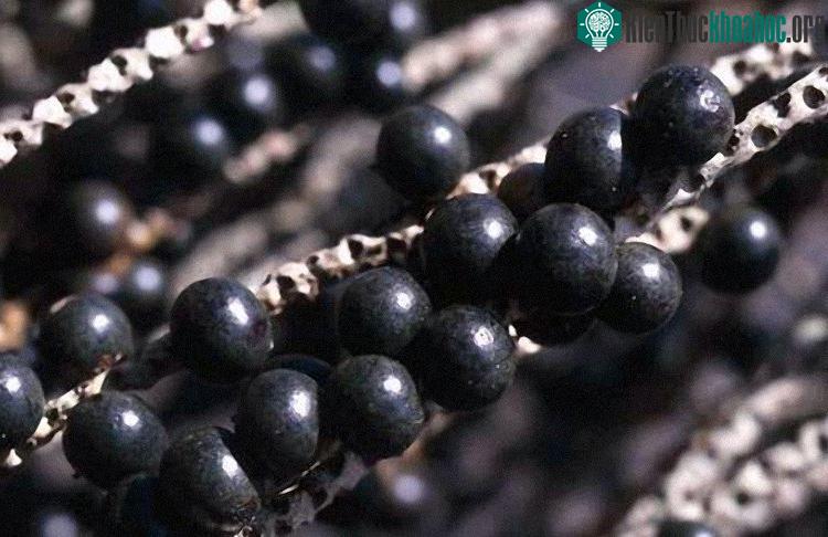 Phá thai bằng acai berry.