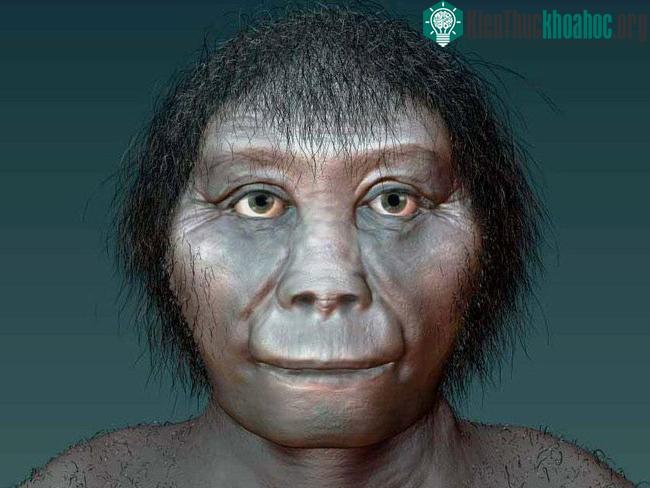 Tỉ lệ liên quan giữa Homo sapiens và Hobbit là cực kỳ thấp