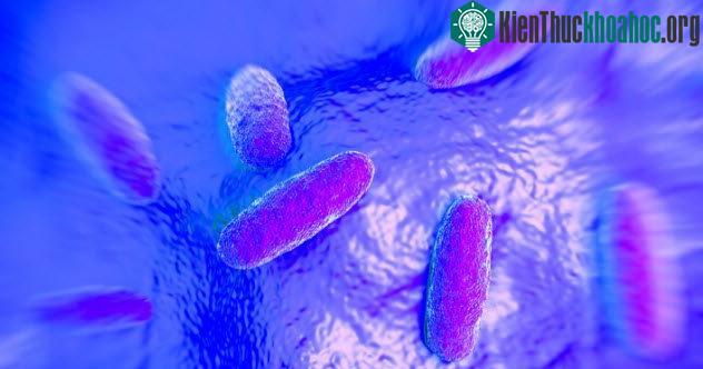 Salmonella đột biến