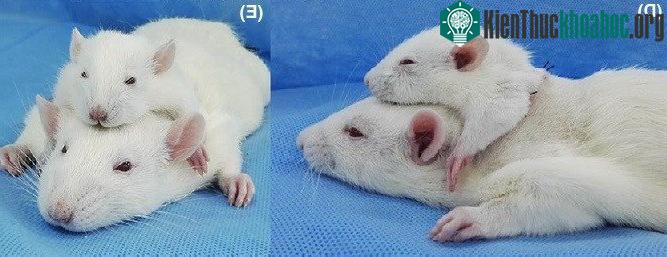 Ta đã tiến được một bước gần hơn tới công nghệ cấy ghép đầu.