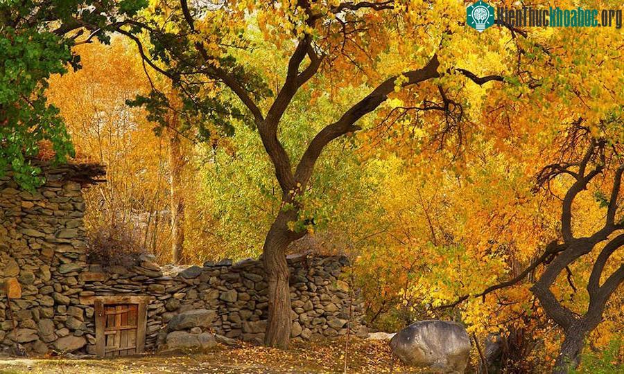 Phụ nữ Hunza có thể dễ dàng thụ thai trong độ tuổi từ 60 đến 90.