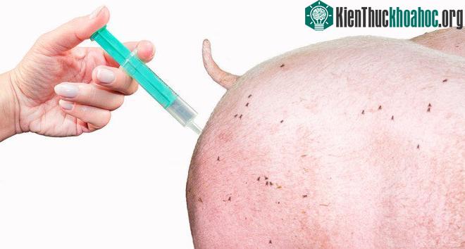 Xúc xích hiện nay được làm từ thịt các loại động vật được nuôi trong các trang trại công nghiệp