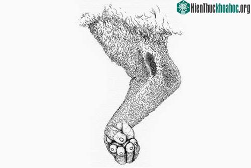 Vùng màu đen là nơi có độc ở chân trước loài cu li.