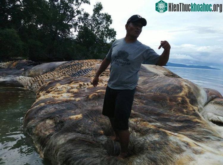 Một người đàn ông trèo lên xác sinh vật bí ẩn để kiểm tra.