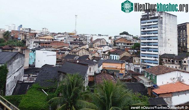 Nhiều tòa nhà tại trung tâm lịch sử của Salvador bị bỏ hoang trở thành nơi sinh sống của loài dơi này. (Ảnh: DAILY MAIL).