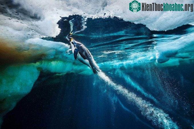 Một chú chim cánh cụt Hoàng đế đang lao mình lên mặt nước để bắt lấy con mồi tại biển Ross, Nam Cực