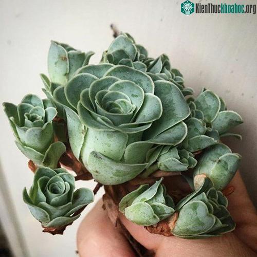 Chính vì hình dáng giống hệt như hoa hồng xanh lại mọc thành chùm giống như hoa hồng tỷ muội, loài thực vật mọng nước này đang cực kỳ được yêu thích. (Nguồn Bored Panda)