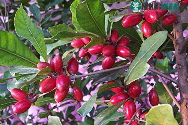 Loại quả này đang có mặt ở nhiều tỉnh thành của Việt Nam.