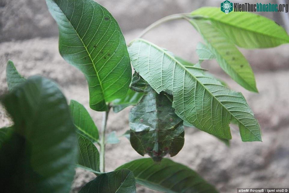 Bọ lá di chuyển khá chậm và sống nhiều ở Đông Nam Á.