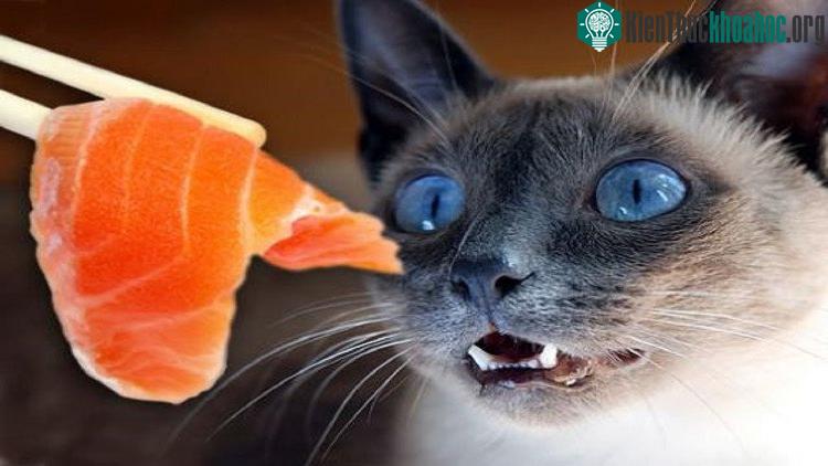Chỉ nên cho chúng ăn 1 hoặc 2 lần cá/mỗi tuần mà thôi.