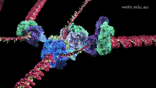 Quá trình tổng hợp DNA.