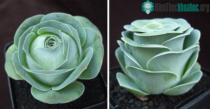 Hoa hồng mọng nước có nguồn gốc ở quần đảo Canaria nhưng nhiều người cho rằng chúng có xuất thân từ xứ sở cổ tích nào đó vì hình dáng độc đáo và tuyệt đẹp của mình. (Nguồn Bored Panda)