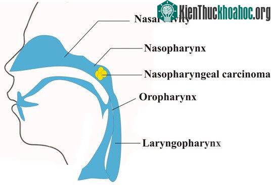 Thói quen hút thuốc, uống rượu nhiều của nam giới, chính là yếu tố nguy cơ gây bệnh ung thư miệng và vòm họng.