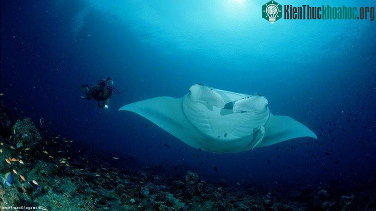 Biển sẽ tối màu hơn. (Ảnh OceanPhoto).