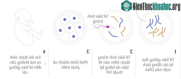 Kỹ thuật tạo phôi không cần trứng hoạt động như thế nào?