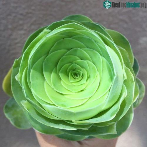 Theo nghiên cứu, hoa hồng mọng nước cũng giống như các chi thực vật khác trong họ, là loài thực vật có một số thành phần dày và nhiều thịt hơn bình thường. (Nguồn Bored Panda)