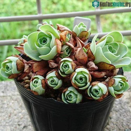 Chúng là những loài cây có sức chịu hạn lớn, có thể sinh trưởng ngay cả ở những vùng đất khô cằn. (Nguồn Bored Panda)