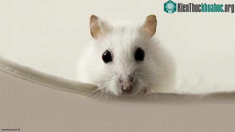 Động vật sẽ "thu nhỏ" mình. (Ảnh Fotolia).