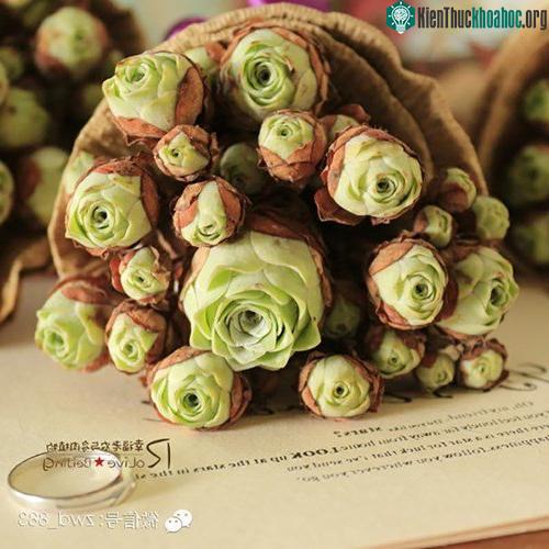 Hoa hồng mọng nước mọc thành chùm, có thể bó lại thành bó hệt như bó hoa hồng xanh tuyệt đẹp và độc đáo. (Nguồn Bored Panda)