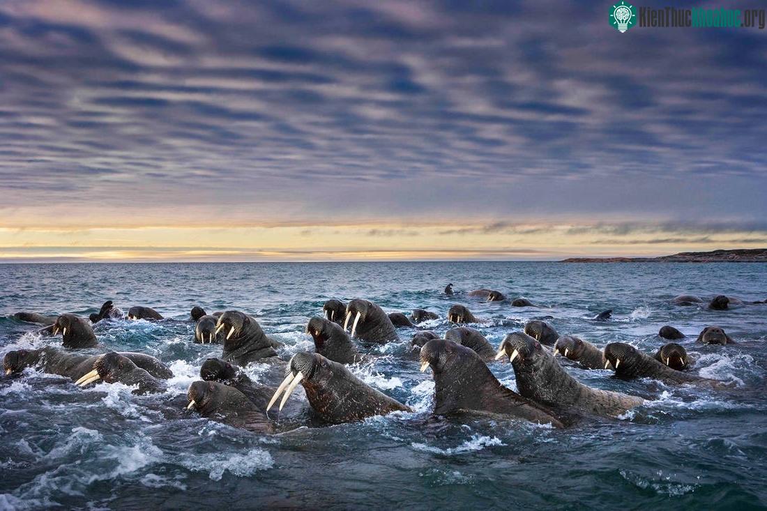 Những con hải mã nanh dài đang bơi qua vùng biển Svalbard
