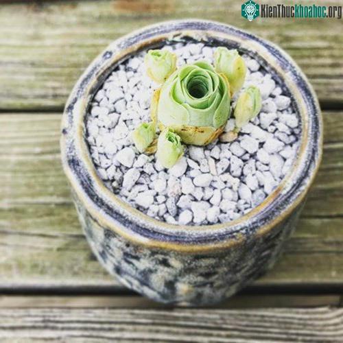 Hoa hồng mọng nước không cần chăm bón quá nhiều
