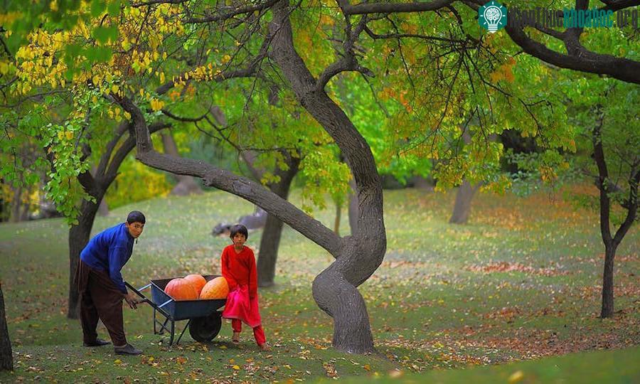 Vào mùa xuân, thung lũng Hunzas được bao phủ trong sắc hồng của hoa mơ